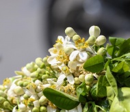 Grapefruit flowers decorate Hanoi's streets