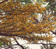 Hanoi streets picturesque with Bucida molinetii's changing leaf color