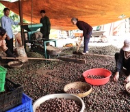 Vietnam’s macadamia export to hit $2.5 billion by 2050