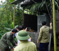 Seven Indochinese tigers to be raised in world heritage site 