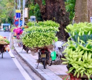 Madonna lily flowers adorn Hanoi streets