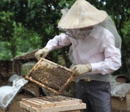 US makes drastic cut on anti-dumping duties for Vietnam’s honey