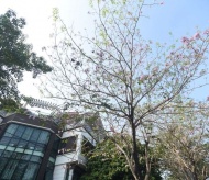 Tabebuia rosea adds vibrancy to Hanoi’s new residential area