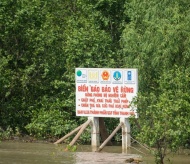 UNDP intensifies mangrove afforestation in Vietnam 