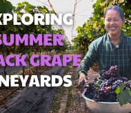 Exploring Summer Black grape vineyards in Hanoi