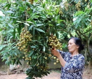 Fresh Vietnamese longan to land in Japan this week