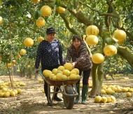 Busy harvesting season at Hanoi's famous grapefruit hub 