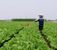 Hanoi to expand hi-tech farming models 