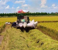 Vietnam's rice prices remain highest in world market