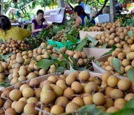 Hanoi develops high-value fruit plantations