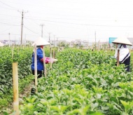 Hanoi promotes concentrated agricultural areas