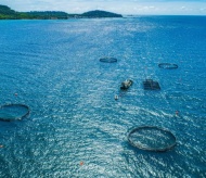 Norway strengthens support to Vietnam's sustainable marine aquaculture