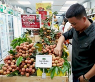 Hanoi's distributors to sell 300 tons of Hai Duong lychees