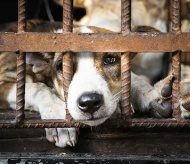 Vietnam gives serious thought to dog meat consumption issue