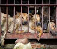 Hanoi people lose interest in dog meat