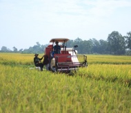 Vietnam to boost rice exports amid new global developments