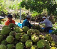 Vietnam’s vegetable exports reach record high