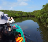 FAO helps Vietnam improve forest resources 