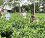 Hanoi's thriving tea industry faces challenges in boosting exports