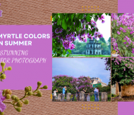 Crape myrtle colors Hanoi in summer, leaving stunning scenery for photograph