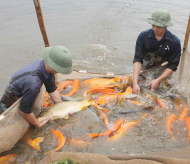 Hanoi expands VietGAP aquaculture models