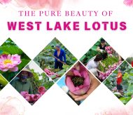 The pure beauty of West Lake lotus