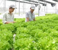 Hanoi steps up organic farming for sustainable agriculture