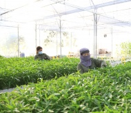 Hanoi's agriculture sector determined to exceed goals