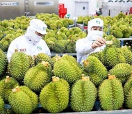 Durian needs to become national product: Minister