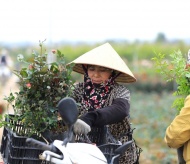 Hanoi to turn ornamental flowers and plants into premium agricultural products