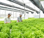 Urban farming initiatives transform Hanoi's agriculture