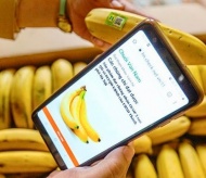 Hanoi's commune transforms banana farming through innovative cooperative partnership