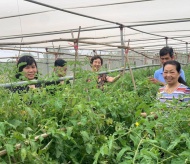 Hi-tech farms to drive Hanoi’s agricultural growth