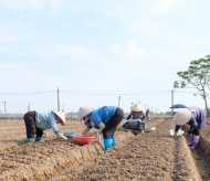 Hanoi aims to boost agriculture after typhoon strikes