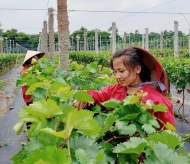 Hanoi promotes eco-friendly agricultural models