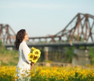 Breathtaking cosmos flower fields under Long Bien Bridge