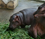 Adorable baby hippo is wows Hanoi visitors