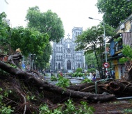 Hanoi to auction 36,000 trees damaged by Super Typhoon Yagi