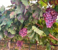 Italy’s fresh table grapes: The model for sustainable agriculture and food safety