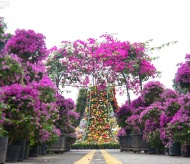 Hanoi to host largest flower festival in northern Vietnam