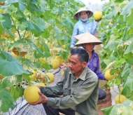 Hanoi promotes circular agriculture through technology transfer