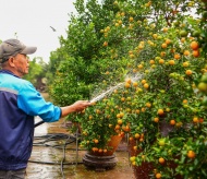 Bustling Tu Lien traditional kumquat village in high season