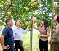 Hanoi urged to develop urban agriculture and tourism models in 2025