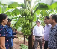 Hanoi to build more fruit brands by 2025