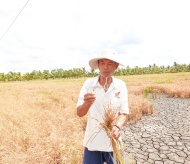 Prime Minister urges actions as salinization begins in Mekong Delta 