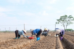 Hanoi aims to boost agriculture after typhoon strikes