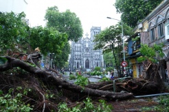 Hanoi to auction 36,000 trees damaged by Super Typhoon Yagi