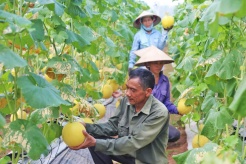 Hanoi promotes circular agriculture through technology transfer