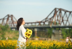 Breathtaking cosmos flower fields under Long Bien Bridge