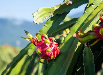  Australian consumers enjoy Vietnamese dragon fruit at trade fair